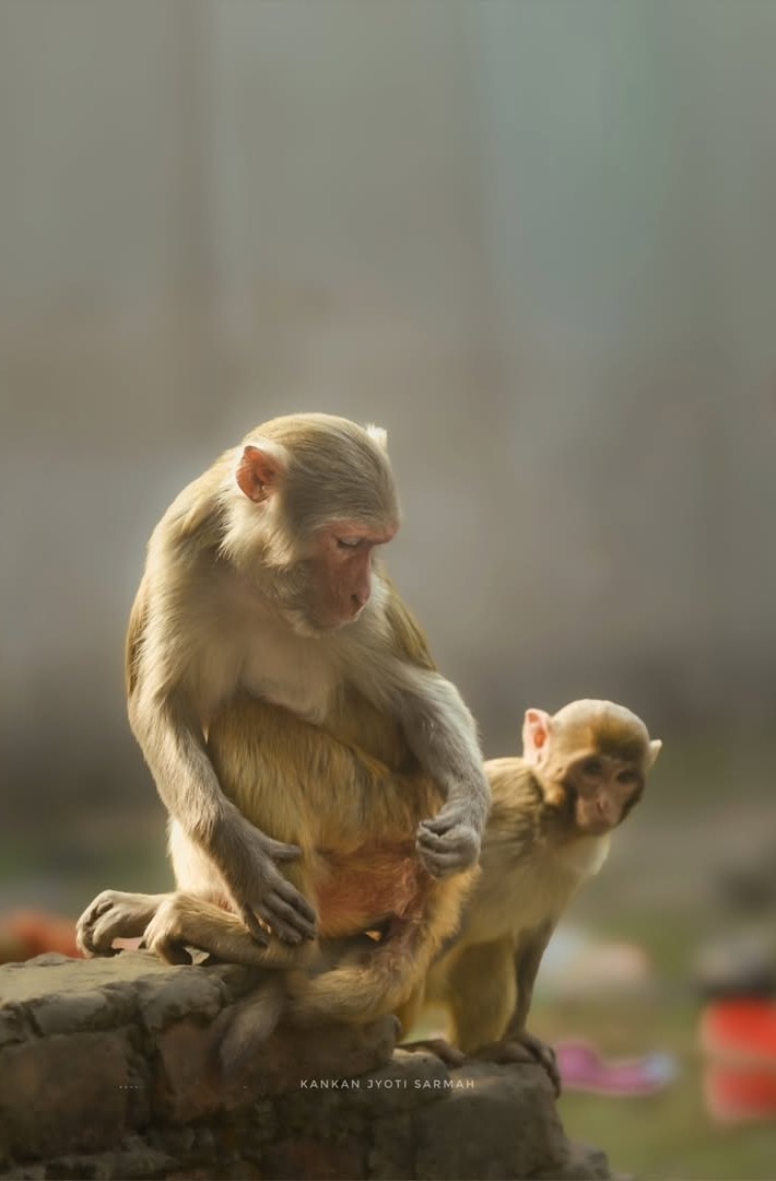 Monkey 2